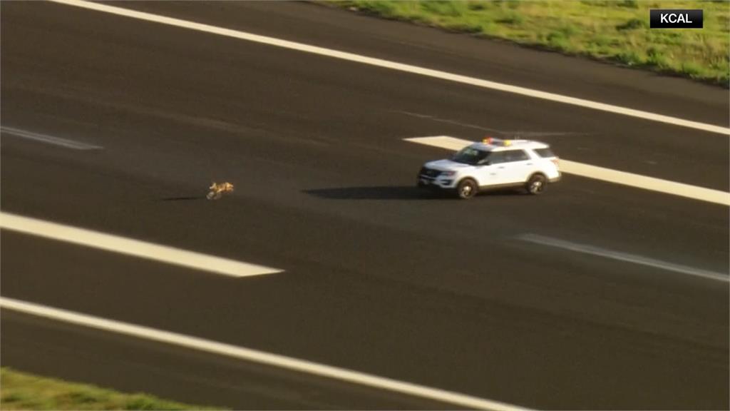 土狼大鬧機場! 飛機跑道上與警車你追我跑