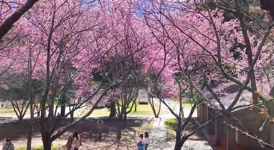 浪漫「櫻吹雪」宛如置身國外 雪霸武陵三色花接力盛開!