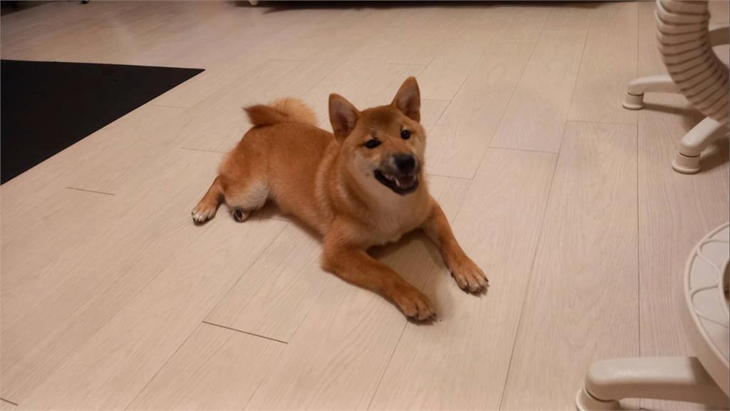 無辜萌犬成詐欺工具　警揪出幕後黑手破三方詐騙
