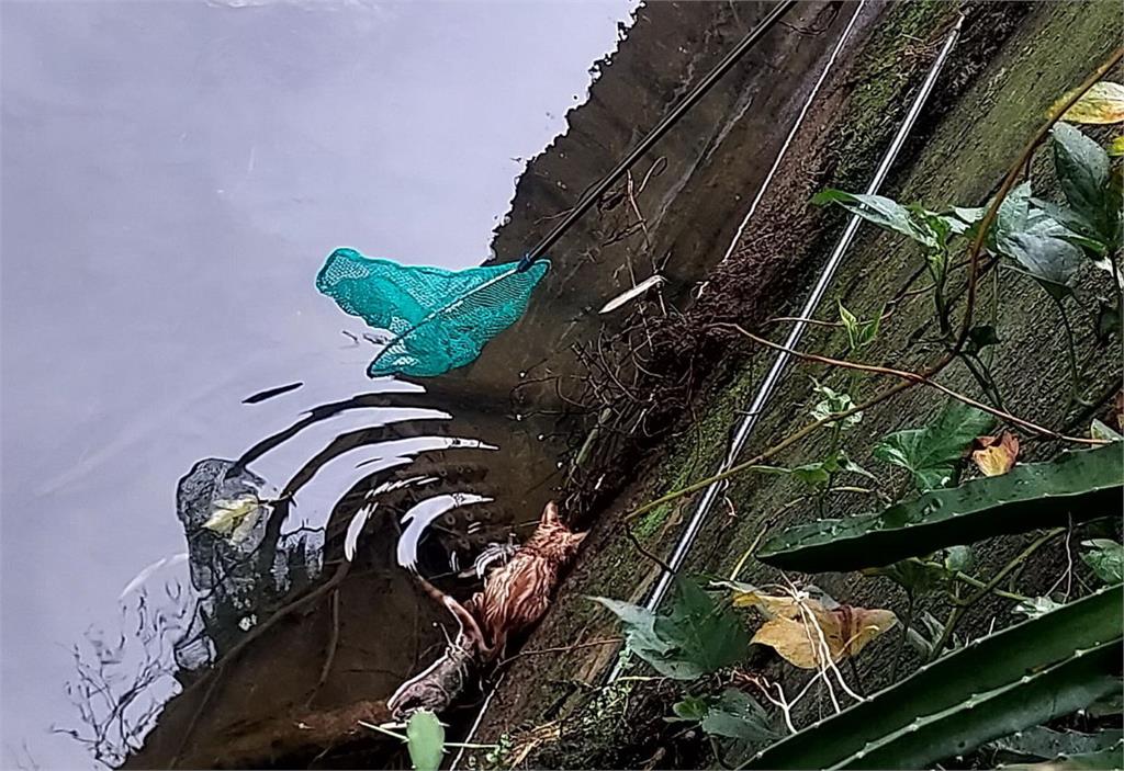 快新聞/可愛「小橘貓」竟與死神擦肩而過!跌入排水溝無法脫困 結局曝光