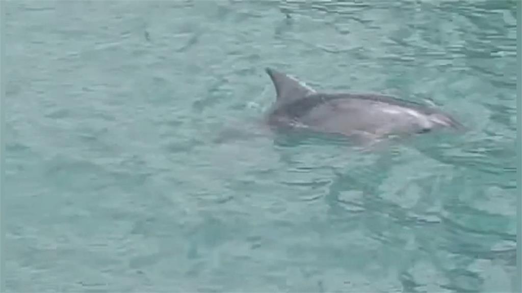 高雄港又有海豚現身！民眾興奮搶拍　海保署派員觀測　研判是糙齒海豚