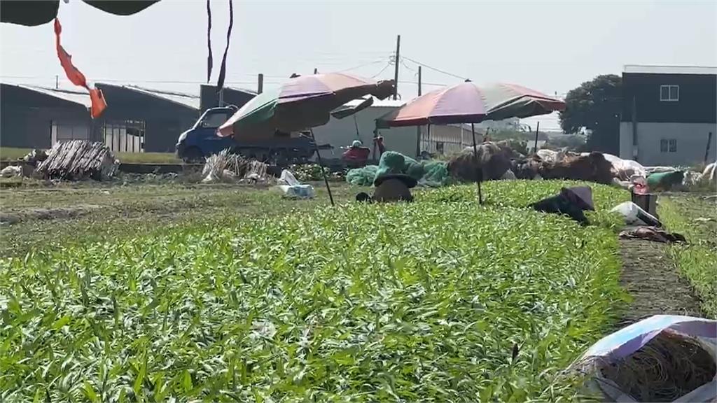 防颱大作戰！雲林莿桐農民搶收蔬菜 到貨量增菜價微幅下修