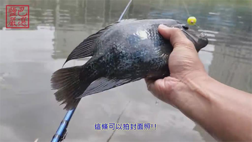 餌食大比拚!網友用兩種蝸牛當魚餌 成效曝光「這一種」每發必中