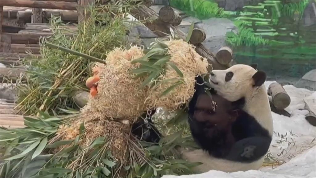 國際貓熊日　莫斯科動物園貓熊吃竹子大餐