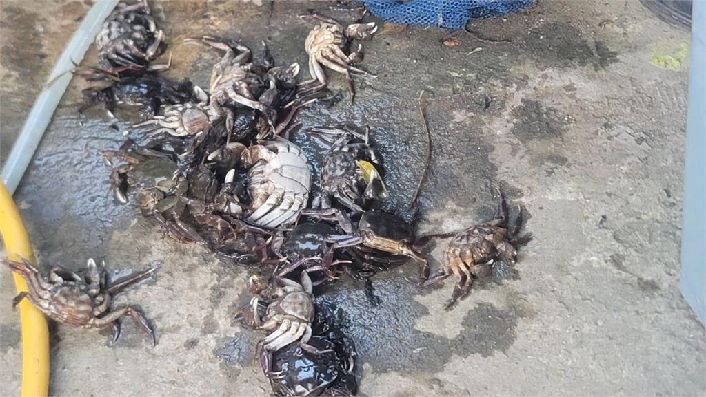 桃竹交界「福興溪」大量魚蟹死亡 環保公司偷排廢水被開罰