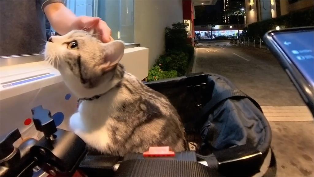 天使貓進得來速超興奮 爬櫃台店員「熱烈招呼」飼主嘆:我只是司機