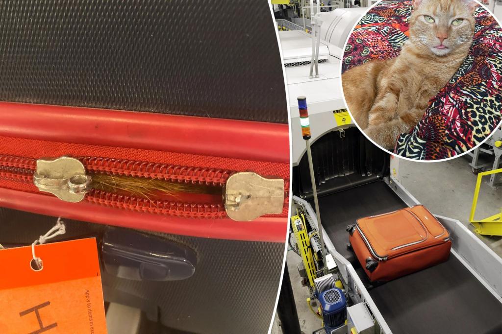 喵星人也想出國！藏行李箱過安檢被抓到　男旅客傻眼大喊：不是我的貓