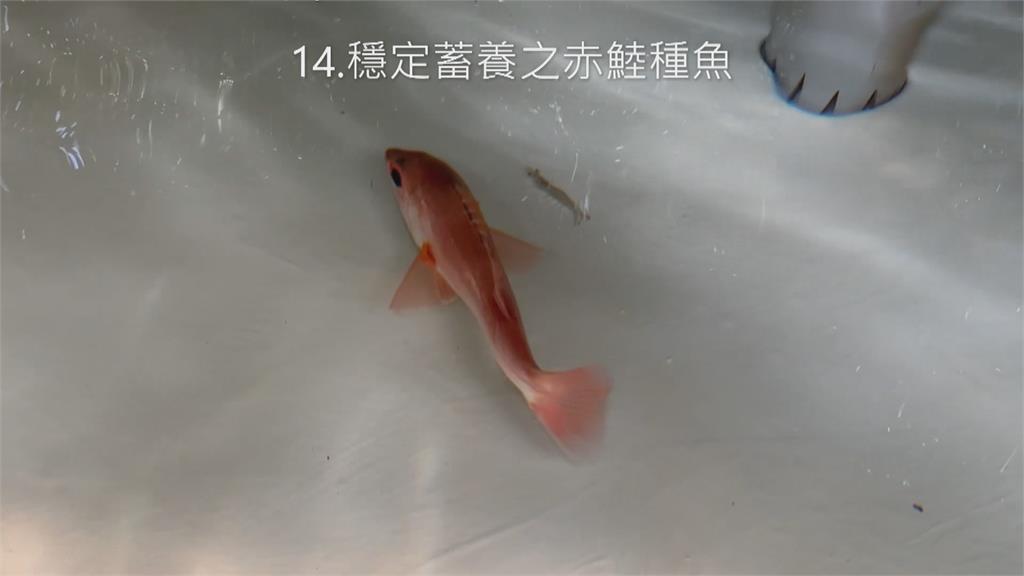 農委會水產試驗領先全球　首度人工培育黑喉幼魚成功