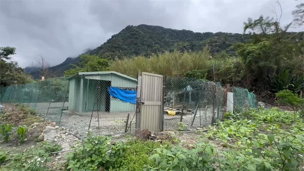 熊出沒注意! 黑熊再侵擾清水部落「吃光12隻雞」