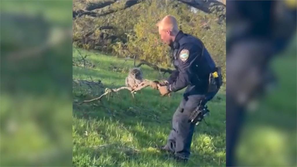 龍捲風肆虐大樹連根拔起　警方意外救出貓頭鷹寶寶