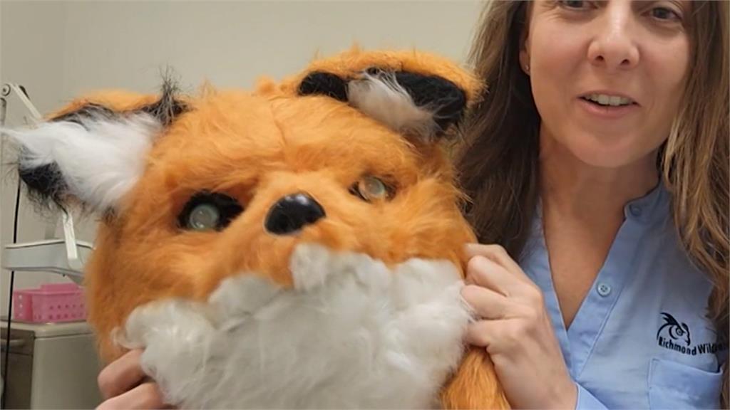 真有「動物工讀生」？　美國保育人員穿狐狸裝餵食狐狸寶寶