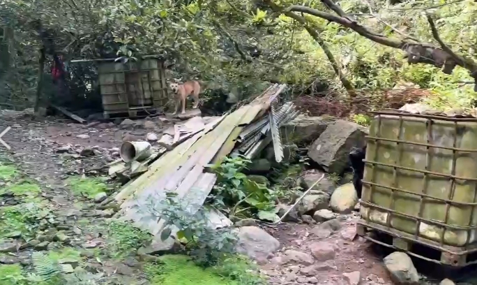 新店山區疑有非法高砂犬繁殖場 68隻狗兒飼養不當挨罰