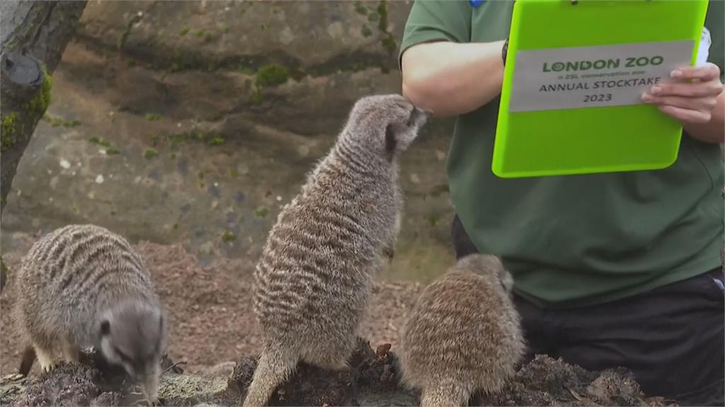 英國倫敦動物園「年度大盤點」　飼養員出奇招盼動物配合測量