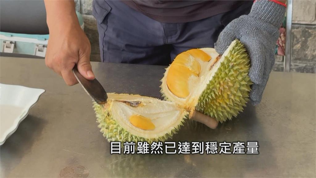 退休警察砍自家檳榔樹　挑戰種植水果之王「榴槤」