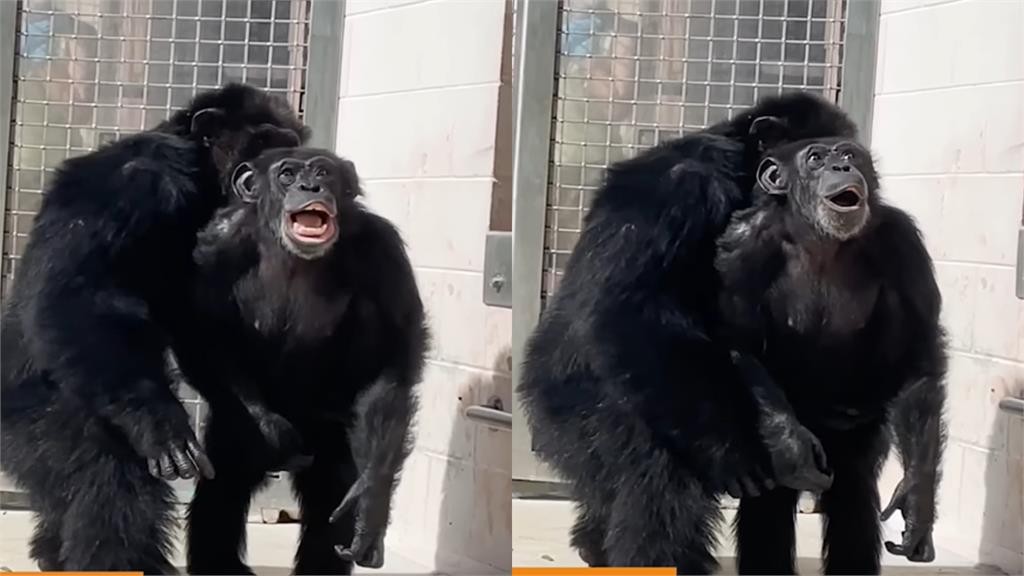 出生就被關29年！實驗室黑猩猩第一次抬頭看天空「眼神發亮」惹網心疼