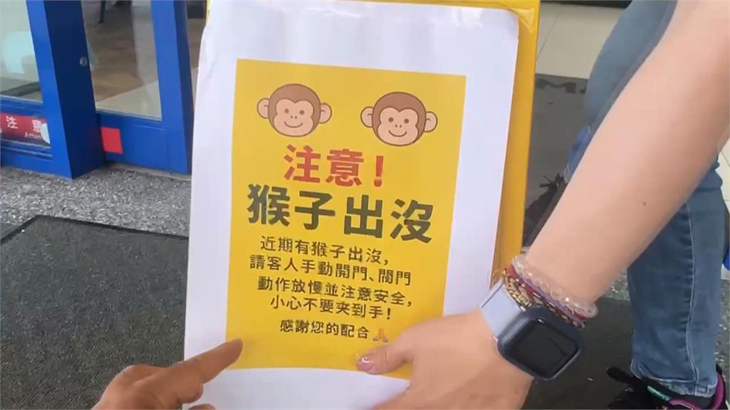 太熱受不了!高雄獼猴闖超商搶冰吃 民眾看傻眼