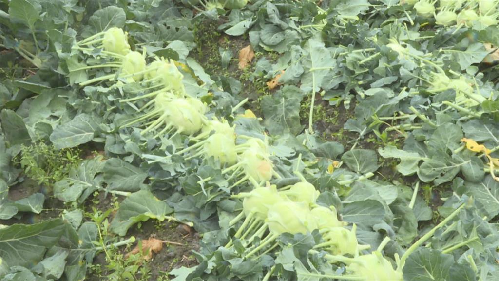 憂低溫結頭菜受損　農民一早冒雨搶收