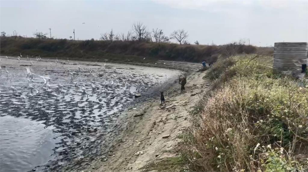 嘉義布袋魚塭抽池水收成　動物上演爭奪戰搶漏網之魚