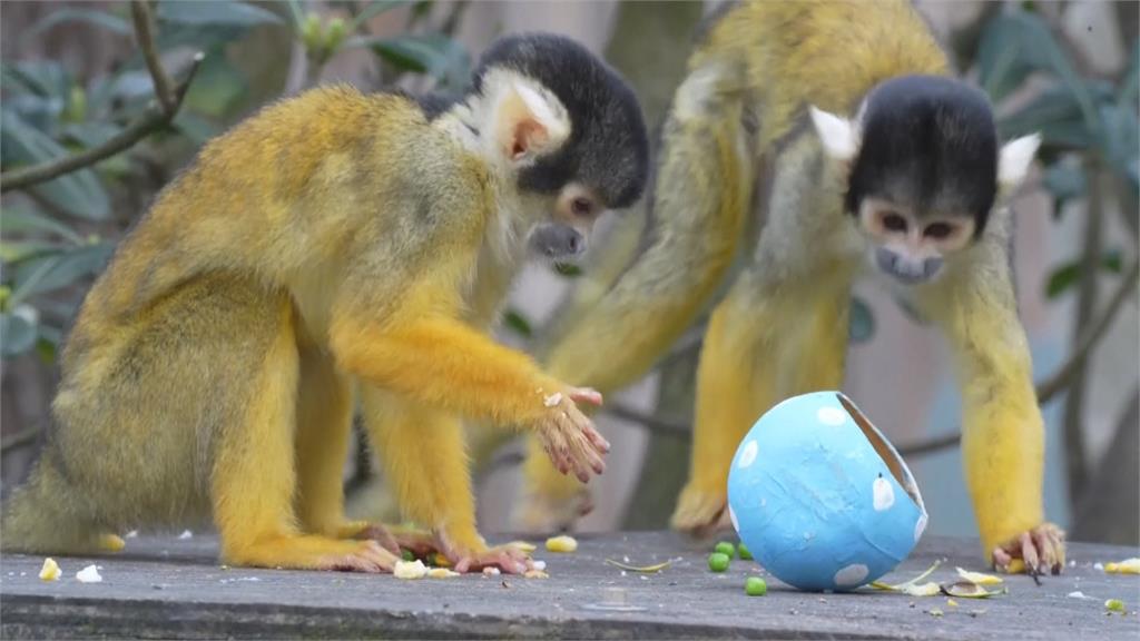 英國倫敦動物園也過復活節　東挖西挖！找彩蛋內藏美食