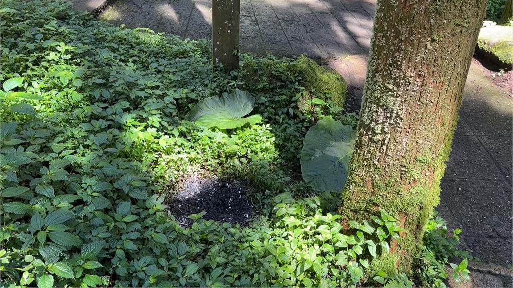 首例!溪頭園區當宮廟? 男子當眾燒紙錢稱「拜山神」