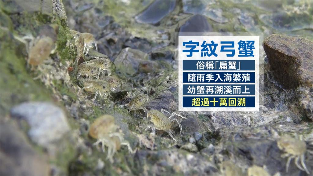 恆春半島生態奇景超壯觀　數萬隻「弓蟹寶寶」回溯上岸