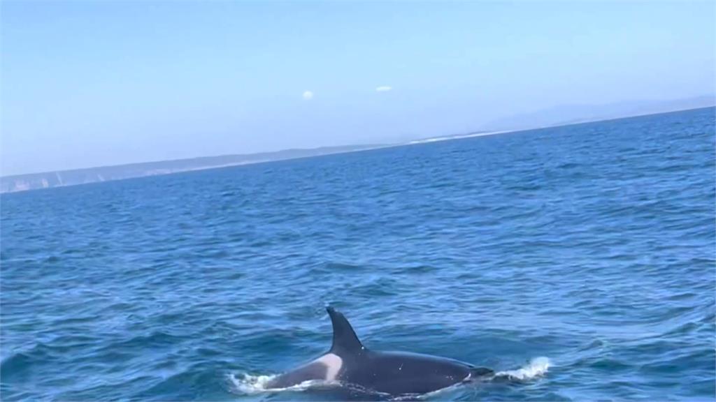 「海洋競賽」遇上殺人鯨　船舵遭撞擊場面超驚險