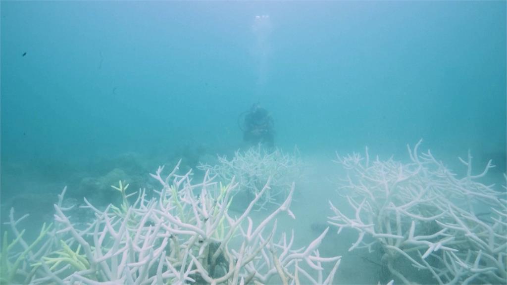 海水溫度創史上新高　泰國東部灣區珊瑚白化死亡