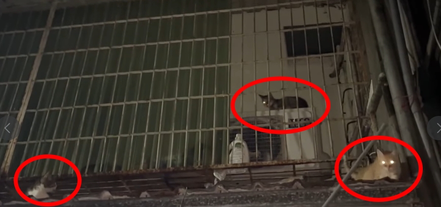 13隻貓疑遭虐待慘死！北市28歲女拎「兩袋貓屍」被抓包⋯屍臭屋現場曝光