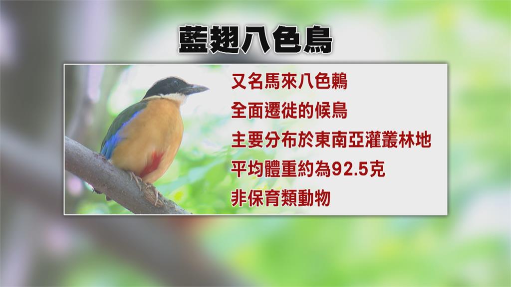 罕見過境台灣！ 藍翅八色鳥現身高雄引騷動