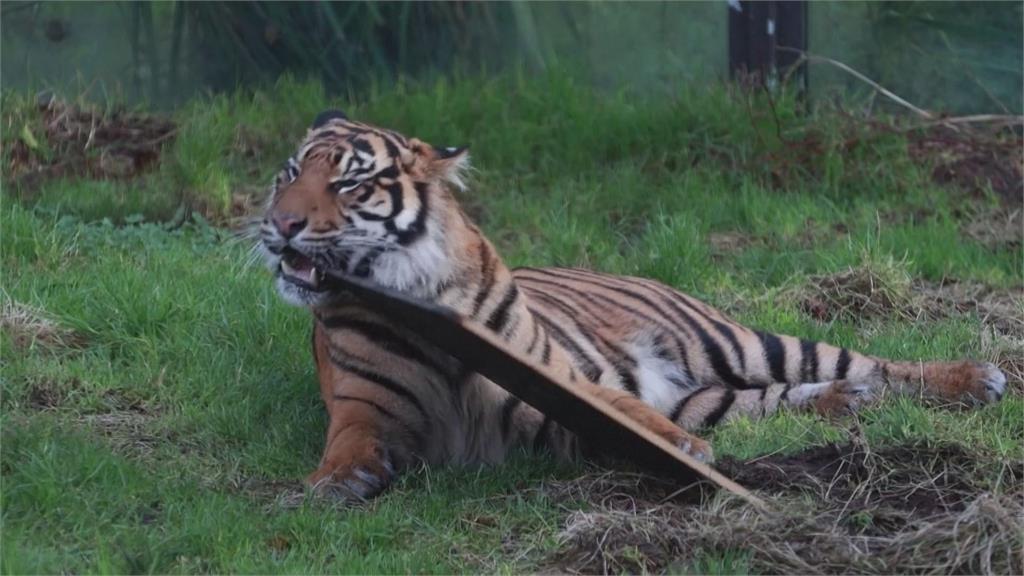 倫敦動物園年度「全員普查」　檢查上萬隻動物恐耗時數日