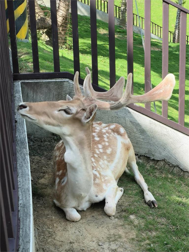 九九峰動物樂園歡慶週年 舉辦珍愛動物的生日派對