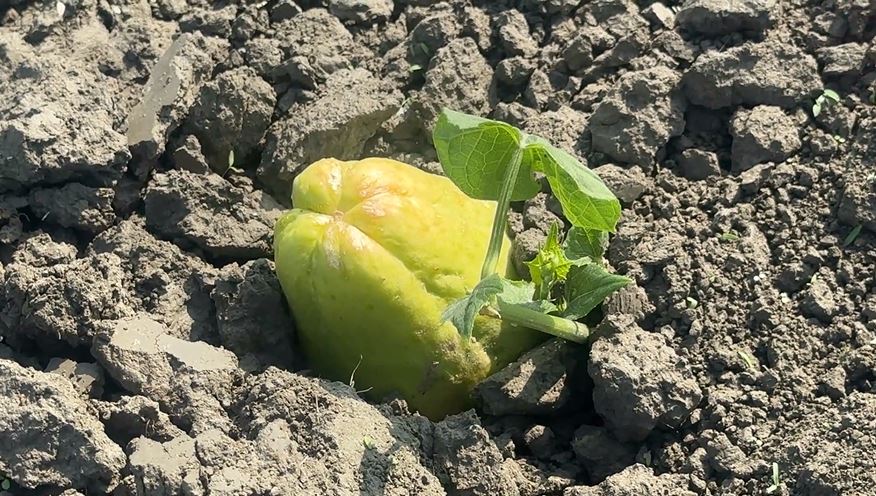 奇景!芭樂長在土裡? 農民曝真相「是這一種蔬菜」