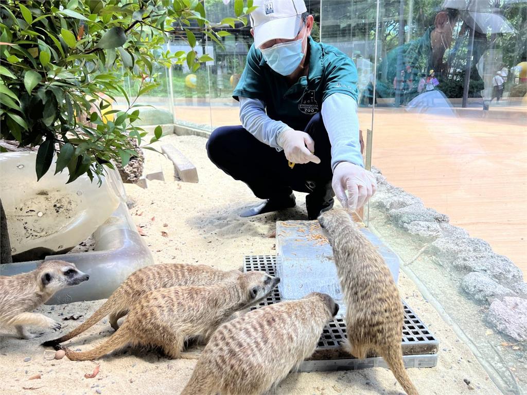 快新聞／15位超級奶爸父親節快樂！　壽山動物園保育員陪非洲象阿里40年如父女