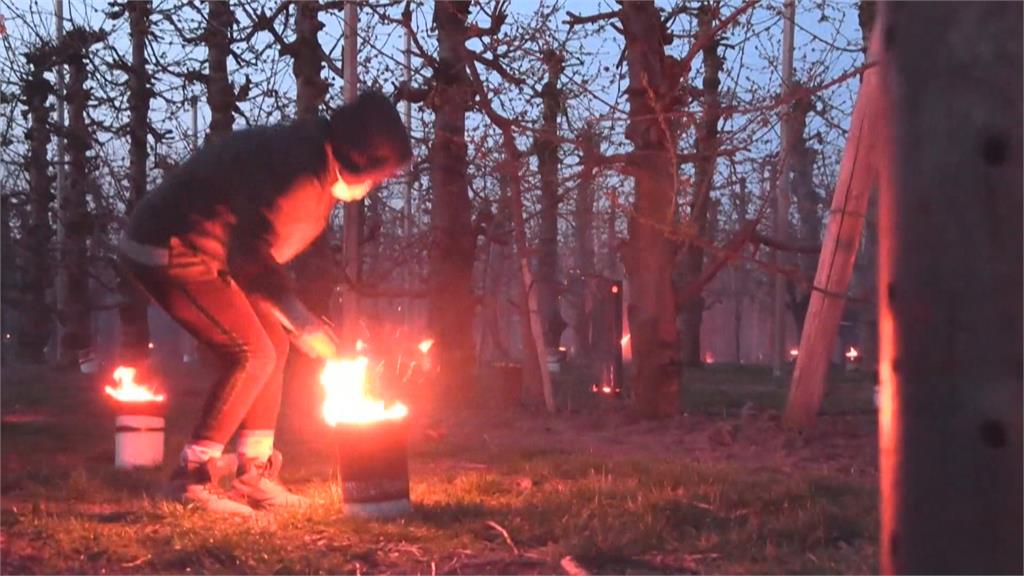 斯洛伐克櫻桃樹下點蠟燭、升火　有趣！為了幫樹取暖促開花