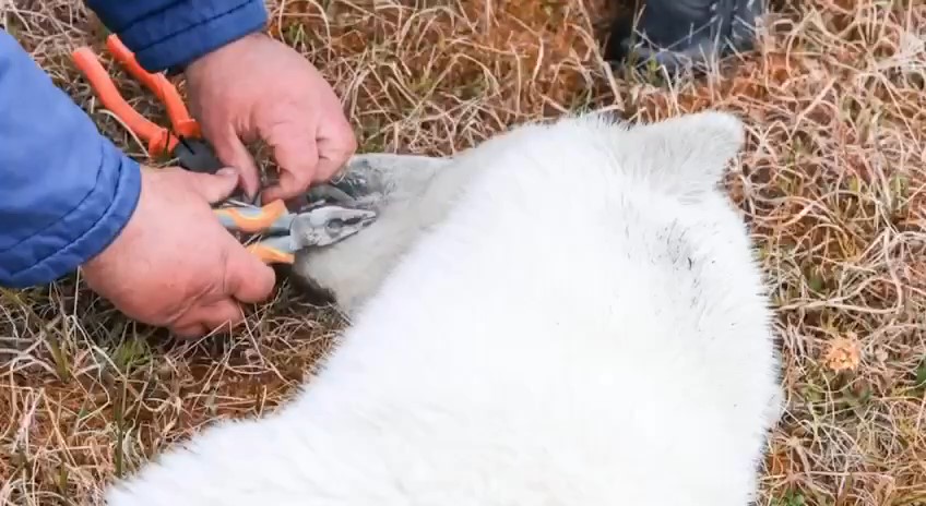 氣候變遷悲歌！北極熊舌頭卡煉乳罐　俄羅斯動物園救援