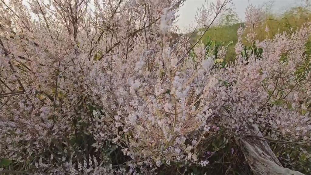 台南南化隱藏版秘境　紫色花海吸引遊客慕名而來