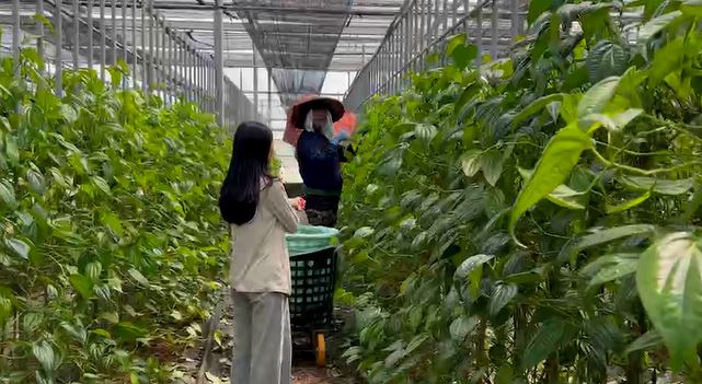 包檳榔「荖葉」華麗轉身! 蒸餾成純露製成手工皂、面膜等開發商機
