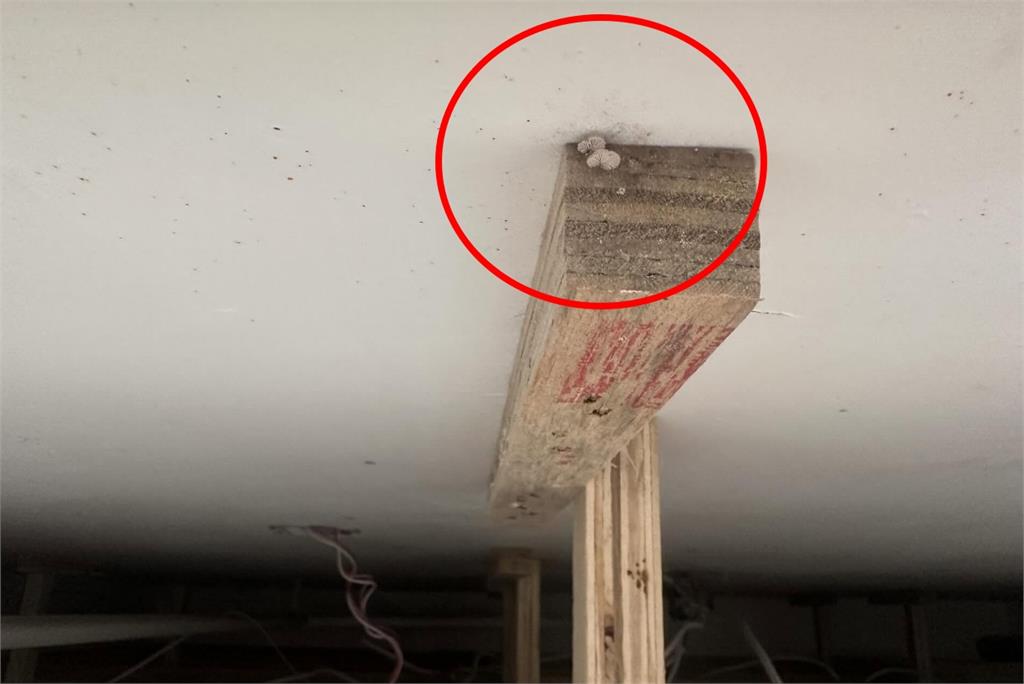 花千萬買新屋竟潮濕到長菇？　疑樓上租客冷氣調最低溫導致