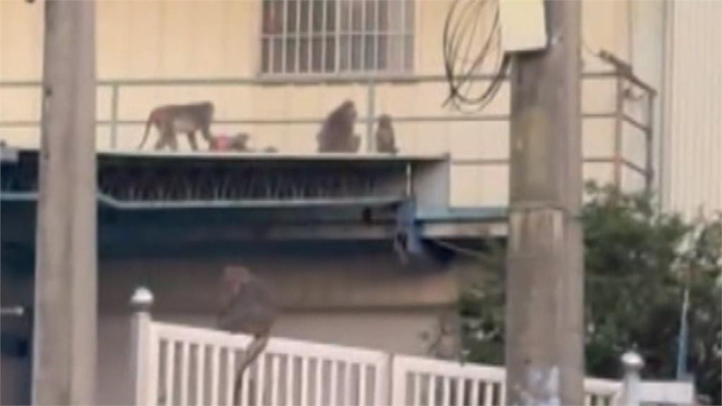 侵門踏戶! 林內鄉獼猴入侵便溺.威脅攻擊人
