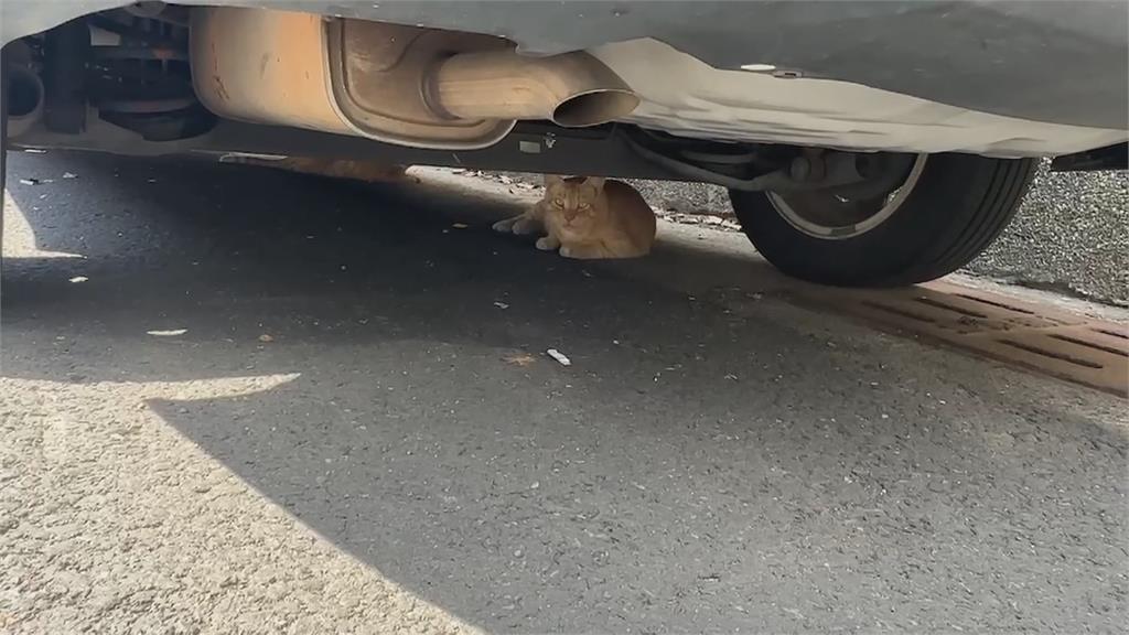 跨區餵浪貓！飼料亂撒地　造成環境髒亂、車禍不斷