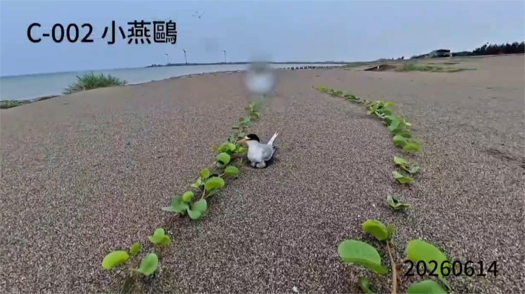 小燕鷗繁殖危機！　 通霄沙灘野狗襲擾　人為干擾產蛋