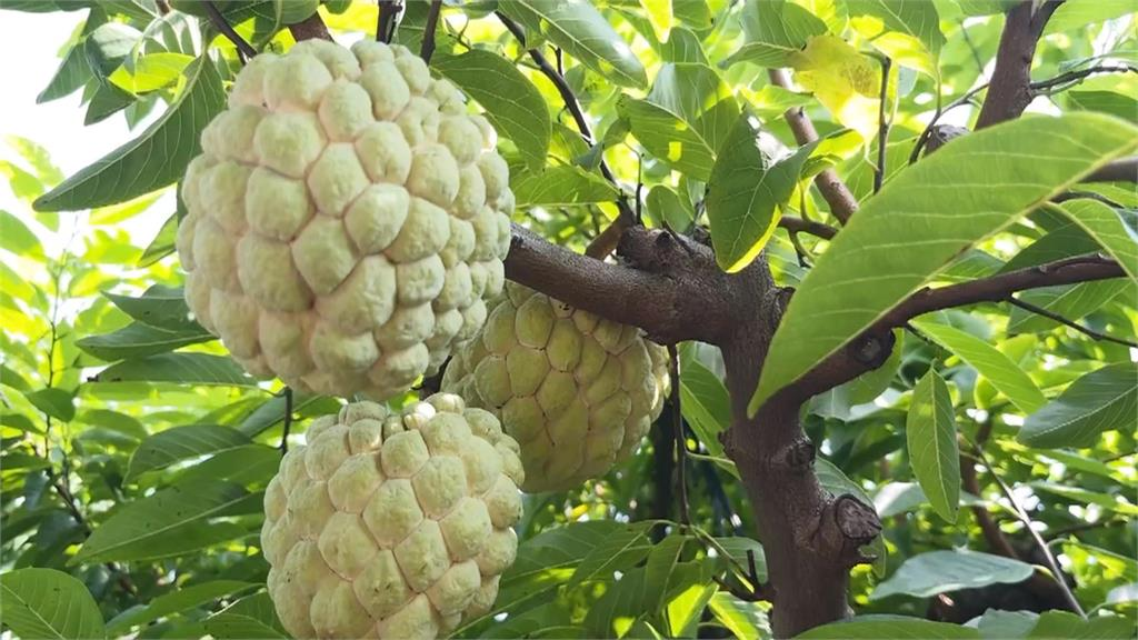台灣1水果「像外星人分娩」日人看了都害怕!連館長也嫌棄:台人很少吃
