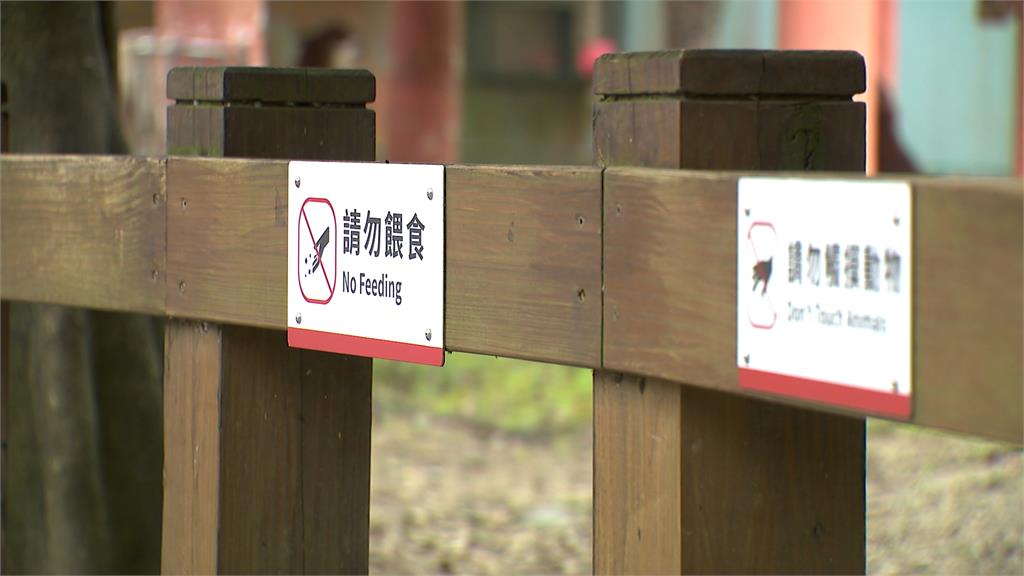 動物園禁餵動物 童抓樹葉餵羊駝家長未制止