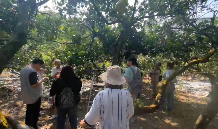 基隆七堵瑪陵柚子採收季到！　今年產量減少甜度飆升、價格上漲