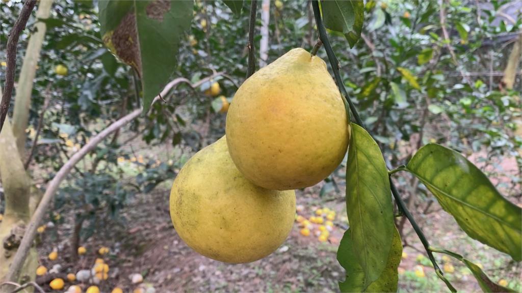 台灣也吃得到！台東果農成功種出日本甜檸檬