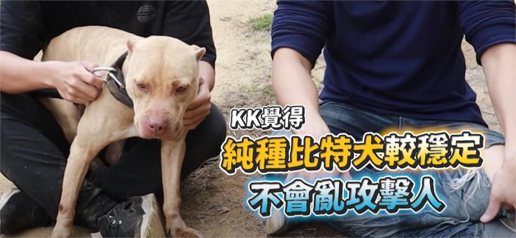 比特犬攻擊事件頻傳!達人曝純種特性揭台飼主「愛混種1類狗」:很兇