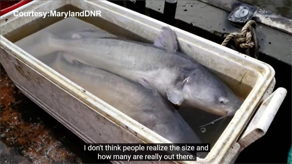 北美最大的鯰魚藍鯰魚暴增　威脅其他物種