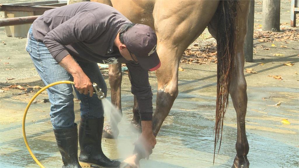 后里馬場3年死9匹馬兒？　議員轟營養不良照顧不周