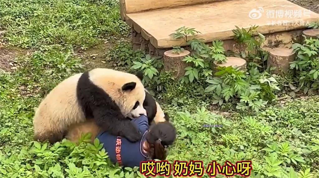 快新聞／中國大貓熊抓狂「撲倒保育員」嚇死人　英媒酸：功夫熊貓大屠殺