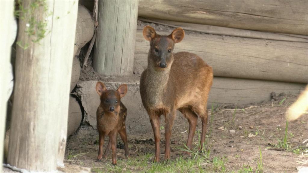 阿根廷動物園誕生罕見「普度鹿」 為世界上最小的鹿之一